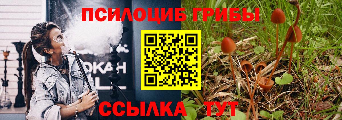 Галлюциногенные грибы Psilocybine cubensis Кашира